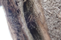 Menemerus bivittatus