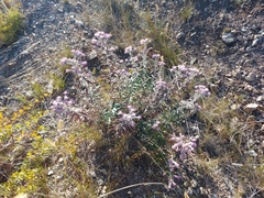 Saussurea salicifolia