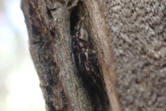 Menemerus bivittatus