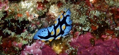 Phyllidia picta