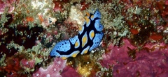 Phyllidia picta