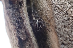 Menemerus bivittatus