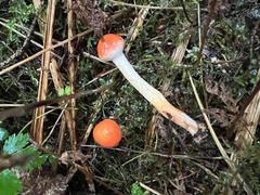 Pyrrhulomyces astragalinus