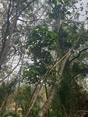 Brachychiton acerifolius