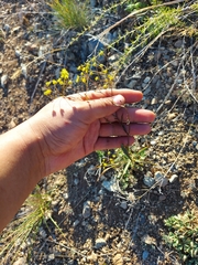 Bupleurum scorzonerifolium