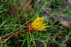 Isopogon ceratophyllus