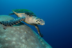 Eretmochelys imbricata