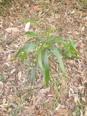 Acacia maidenii