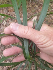 Acacia maidenii