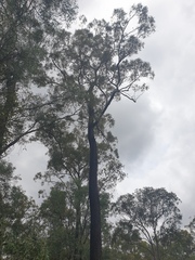 Eucalyptus crebra