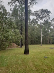 Eucalyptus crebra