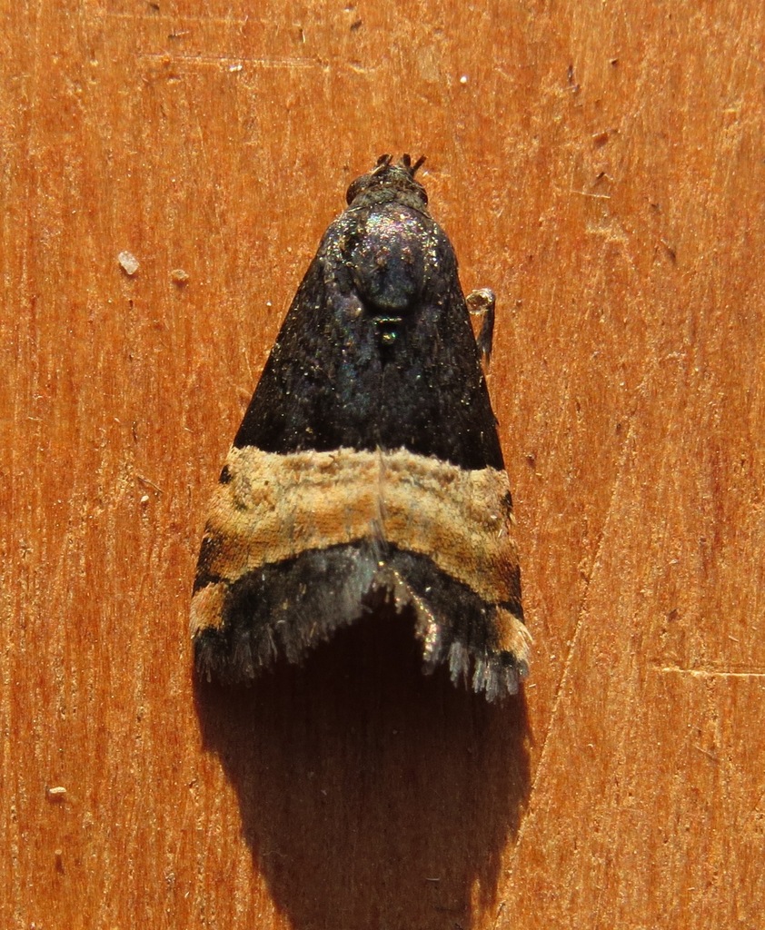 Pseudozarba cupreofascia