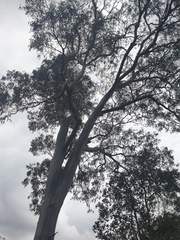 Eucalyptus seeana