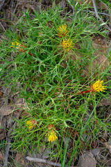 Isopogon ceratophyllus