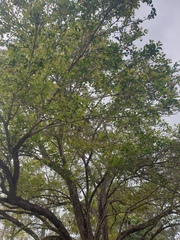 Glochidion ferdinandi