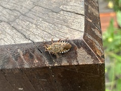 Urochela quadrinotata