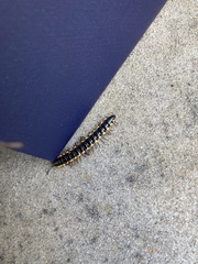Asiomorpha coarctata