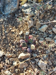 Goniolimon speciosum