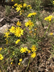 Senecio pinnatifolius