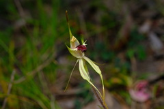 Caladenia parva