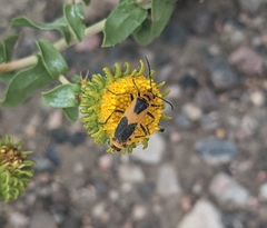 Chauliognathus basalis