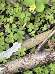 Oxalis exilis