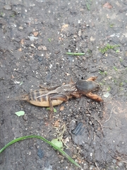 Gryllotalpa orientalis