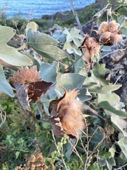 Gossypium tomentosum
