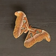 Attacus atlas