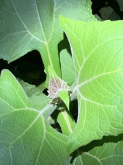 Smallanthus sonchifolius