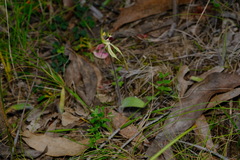 Caladenia parva