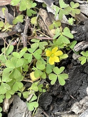 Oxalis exilis
