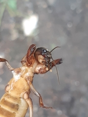 Gryllotalpa orientalis
