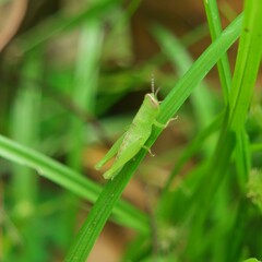 Oxyini