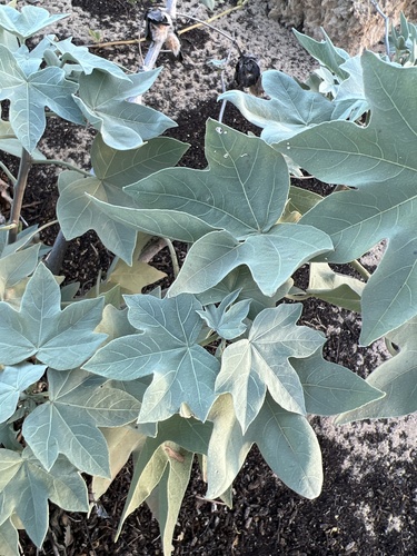 Gossypium tomentosum