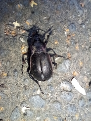 Carabus nemoralis