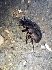Carabus nemoralis