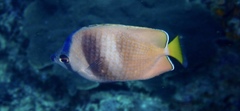 Chaetodon kleinii