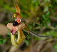 Caladenia cardiochila