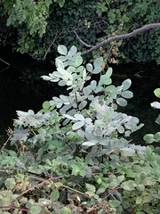 Fraxinus latifolia