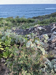 Gossypium tomentosum