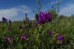 Astragalus davuricus