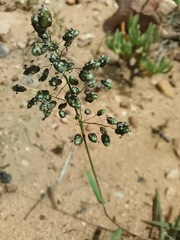 Eragrostis capensis