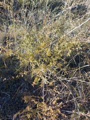 Spiraea aquilegifolia