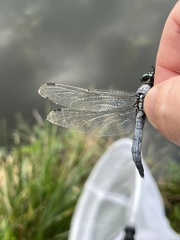 Orthetrum albistylum