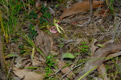 Caladenia parva