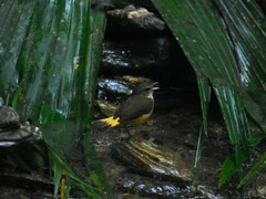 Myiothlypis fulvicauda