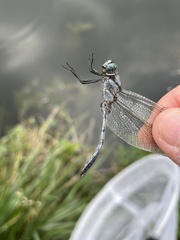 Orthetrum albistylum