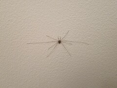 Dicranopalpus ramosus