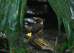 Myiothlypis fulvicauda